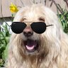Profilbild von BigguyDev