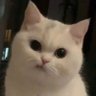 Profilbild von Aysey