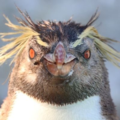 pen_pen2020's profile picture