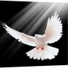 THE WHITE DOVE 🕊️💰🤑💰 profil fotoğrafı