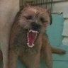 little brown dog 的头像