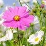 Фото профиля Cosmos🧸🌻