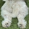 toshi -'s profile picture