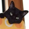 アンダーソン's profile picture