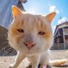 el gato redondo profil fotoğrafı