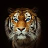 Thakurwani's profile picture