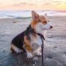 M.E.M.E's profile picture