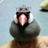 Profilbild von エクシア