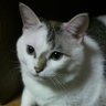 Profilbild von nekokaneko