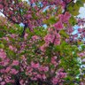 Фото профиля ういづき
