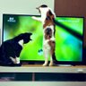 Profilbild von ヒィ＝チャン🐕🐈‍⬛🐈🐈