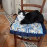 cincillà felino 的头像