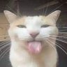 Silly. D. Kitty 的头像