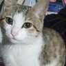 Max / Mano Janiiii(Cat 🐈 ) profil fotoğrafı