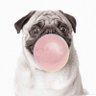 Фото профиля Bubbles