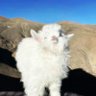 小羊羔 profil fotoğrafı