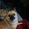 Olaf's profile picture