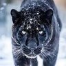 Black Panther 的头像