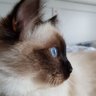 Profilbild von Akira