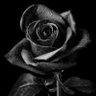 Zinca Z's profile picture