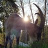 Goat Head Ranch 的头像