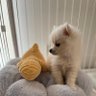 クリームポメラニアンきなこ@Youtube's profile picture