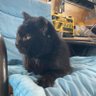 Profilbild von Boris The Cat