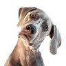 Profilbild von Dog Gone