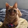 Frankie_Tabby's profile picture