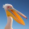 Vegaspelican profil fotoğrafı