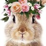 RabbitSoldier20🌸🐰🌸 的头像
