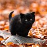 Rock แมวเหมียว profil fotoğrafı