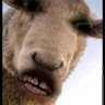 Zikode's profile picture