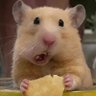 -🐽-'s profile picture