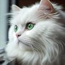 Фото профиля Kashaf
