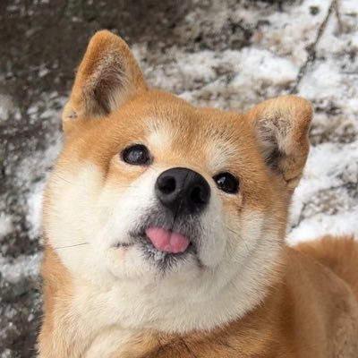 柴桜 三朗太's profile picture