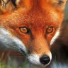 Profilbild von UrbanFox