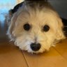 みこ profil fotoğrafı