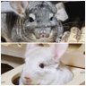 Фото профиля 🐭瀧ウル🐭