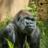 GarytheGorilla's profile picture