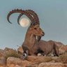 بن دلعوس اليافعي profil fotoğrafı