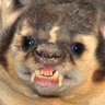 Profilbild von Stinky Badger 🦡💩