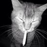 Profilbild von PuffyCat