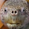 TurtleBoiii's profile picture