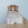 ฟ้าหลังฝน's profile picture