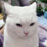 Yasmin's profile picture