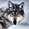 Фото профиля Alpha_Wolf