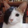 carol's profile picture