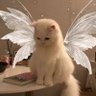 #نحن_صوتهم🐈 SHOOQ 的头像