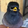 Dicknose profil fotoğrafı